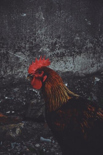  https://unsplash.com/photos/e8bH_NYOHHg 