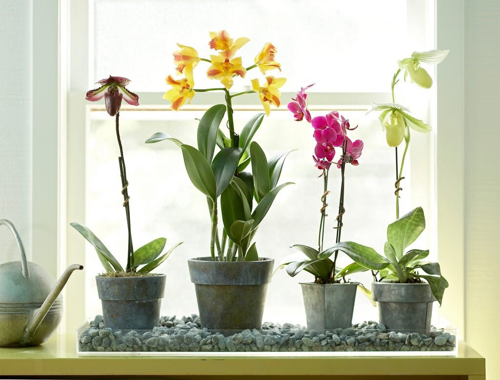 Где поставить Орхидею дома, чтобы растение отлично росло и радовало шикарным цветением