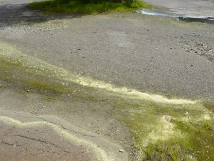 Вот такая прелесть