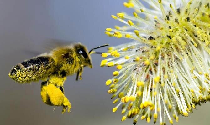   Деление на пол лета Создаются отводки с разными возрастными категориями пчел. Практически естественное деление семьи. Ставится пустой улей рядом с сильной семьей. Переставляется половина рамок.