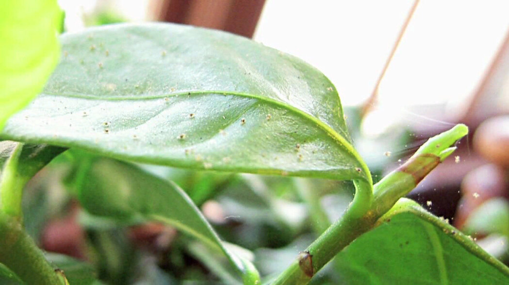 Паутинный клещ может быстро и незаметно погубить все ваши комнатные растения: Как этого избежать?