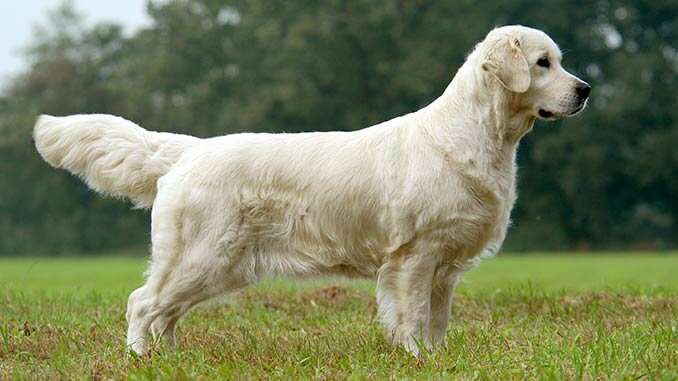 Золотистый ретривер