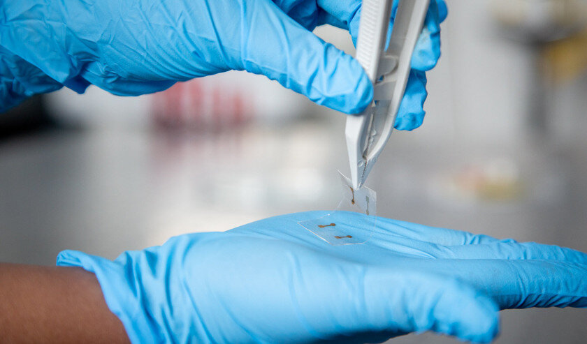 Фото: Мельбурнский королевский технологический университет (RMIT)