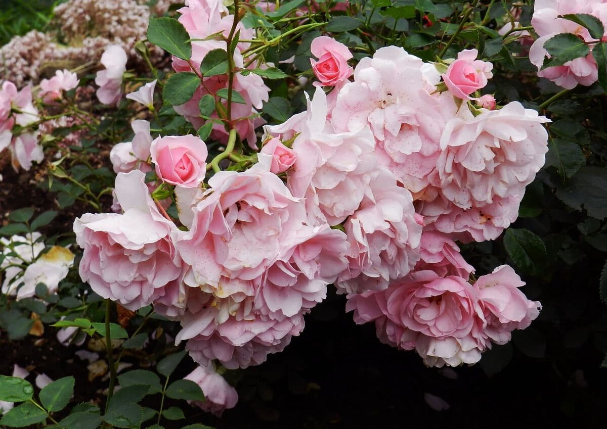 Популярные сорта роз. Часть 2. Почвопокровные розы. Плетистые розы. Розы  Дэвида Остина | Fifty Flowers | Дзен