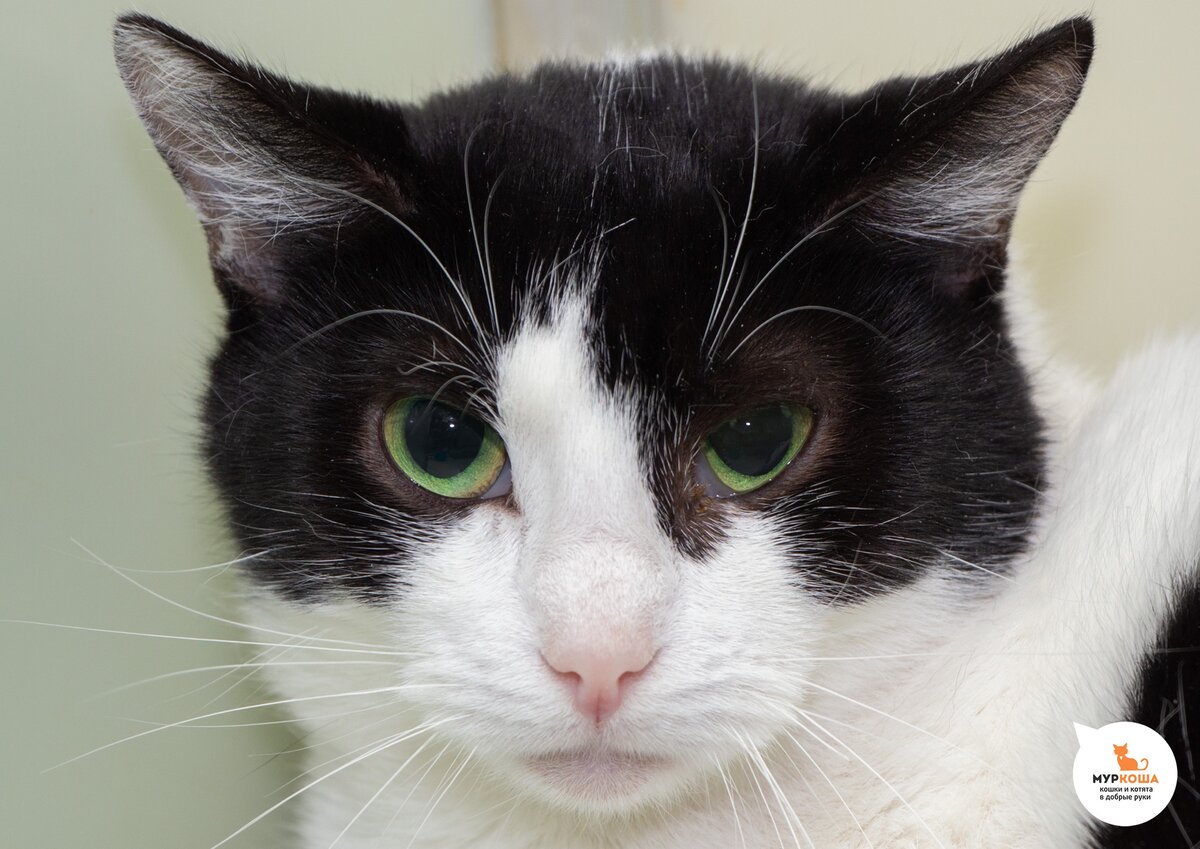 Баронесса, 2 года