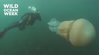 Источник: WILD OCEAN WEEK