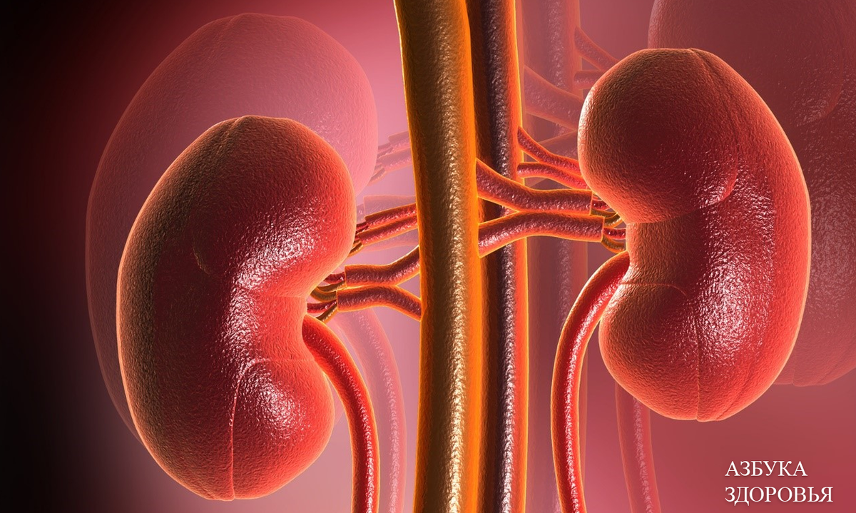 Факторы риска развития  болезней почек и мочевыводящих путей