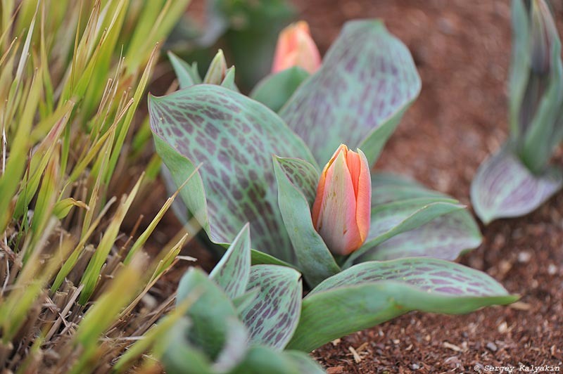 Тюльпан Грейга 'Calypso'