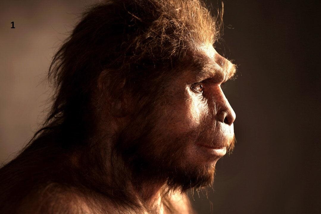 Человек прямоходящий