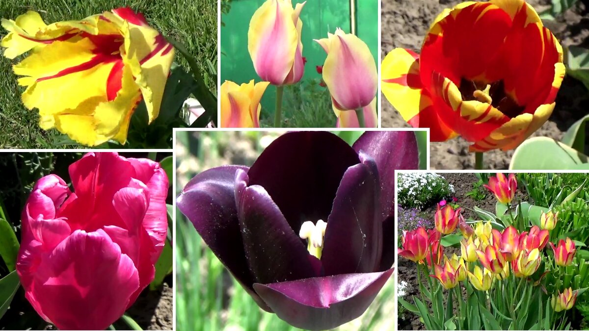 Из  моей коллекции тюльпанов