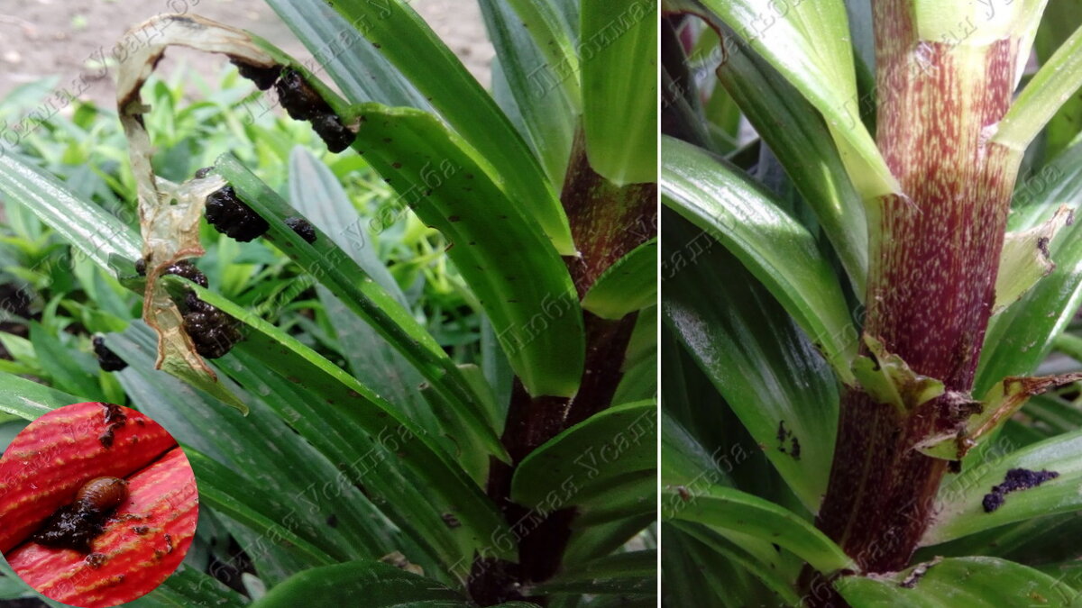 Личинки трещалки объели лист до самого стебля