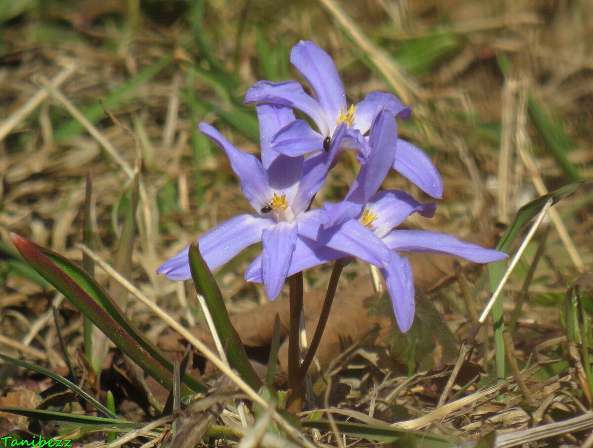 Хионодокса / Chionodoxa
