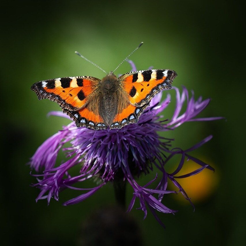 Бабочка - пример прекрасного, почти сверхъестественного изменения (pixabay.com)