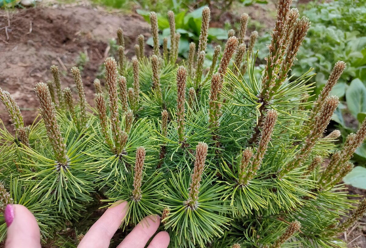сосна обыкновенная (pinus sylvestris):.