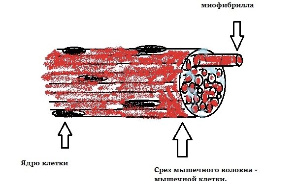 Мышечные волокна.