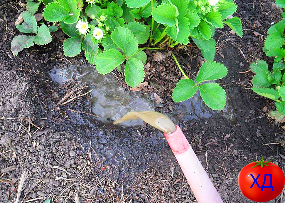 Подкормка клубники