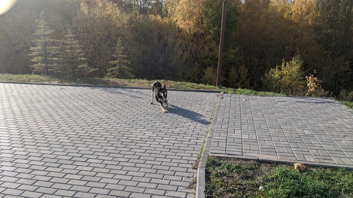 Коварная кусальщица