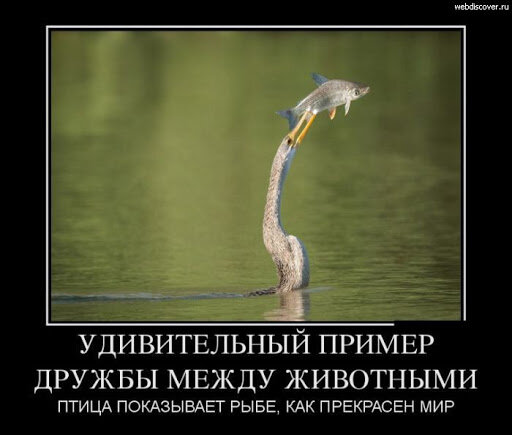 Источник:WebDiscover.ru