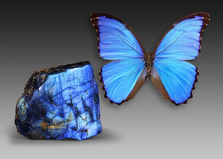 Спил лабрадорита и тропическая бабочка