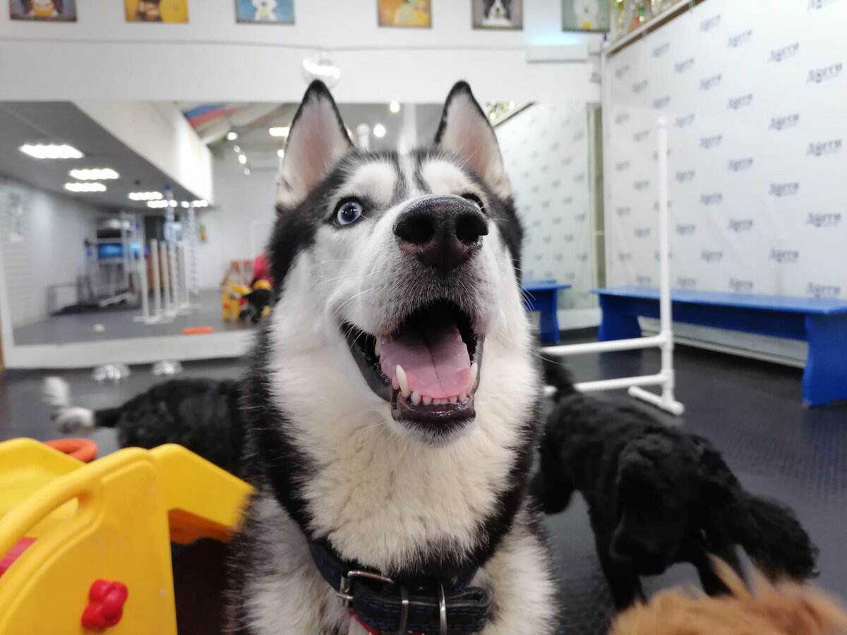 Луффи в "детском саду" для собак