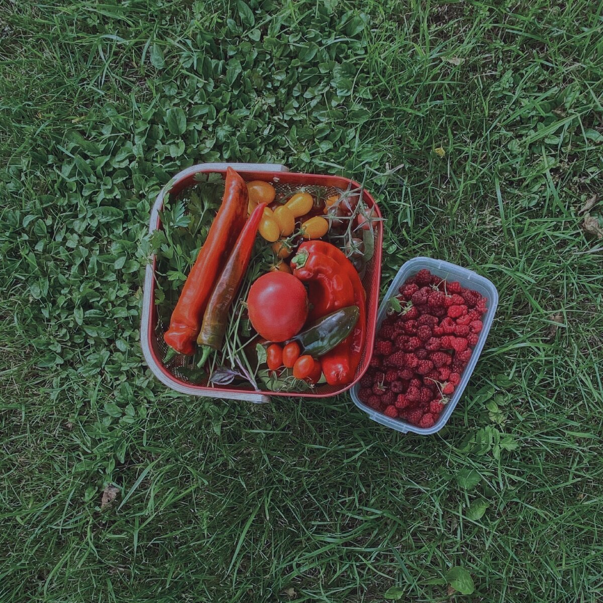 Овощи собирали на природе