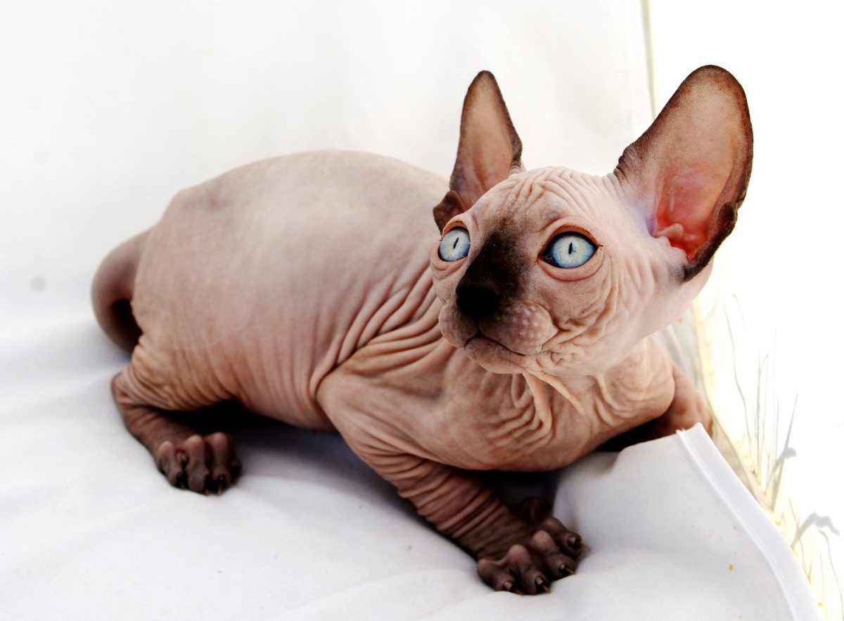 Картинки взяты с открытых источников 