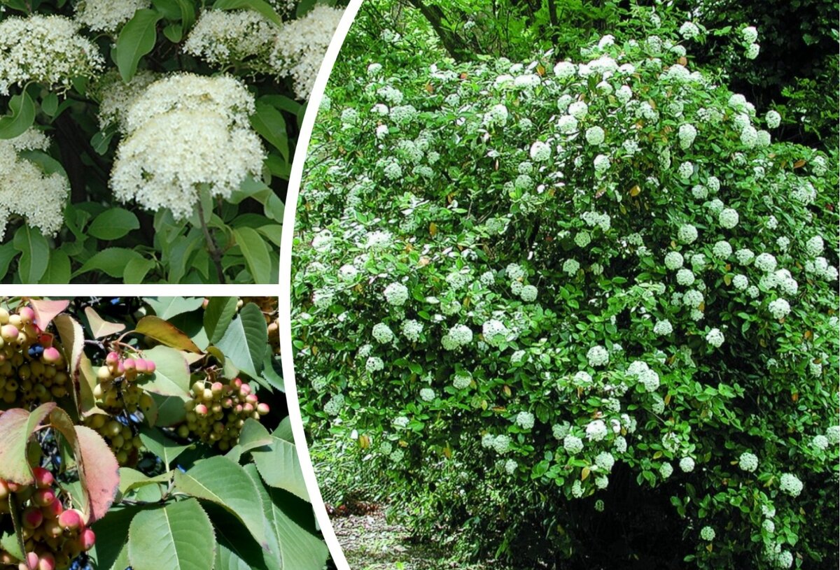 Калина вильчатая (Viburnum furcatum)