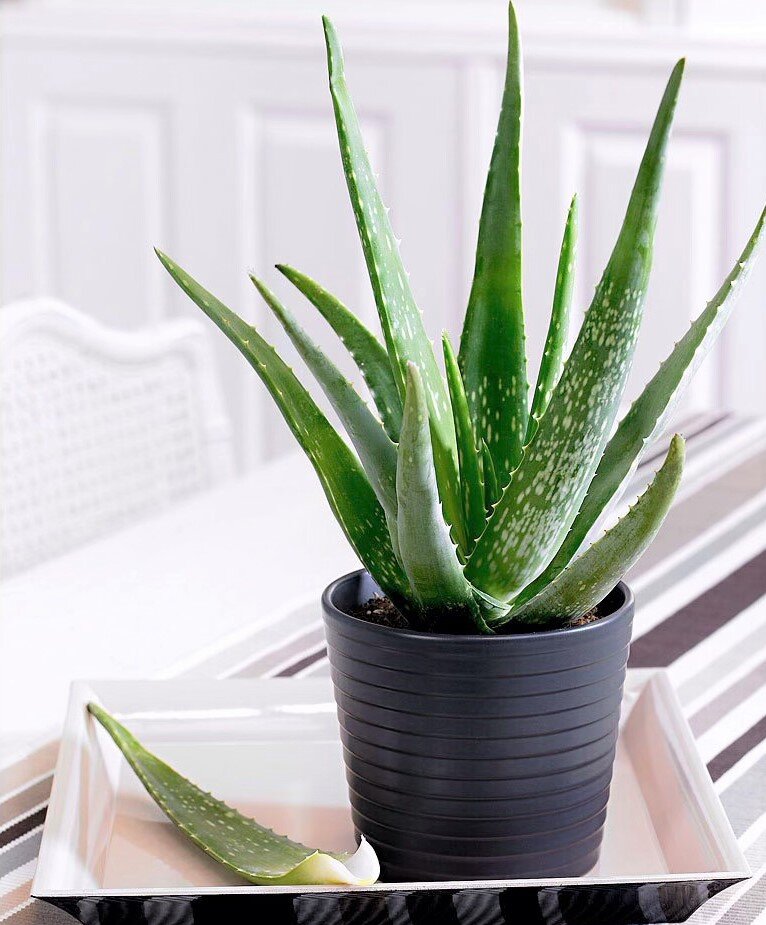 Алоэ для спальни