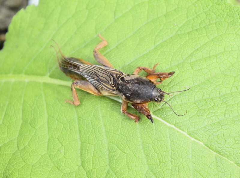Медведка. Иллюстрация для статьи используется по стандартной лицензии ©dachnyedela.ru