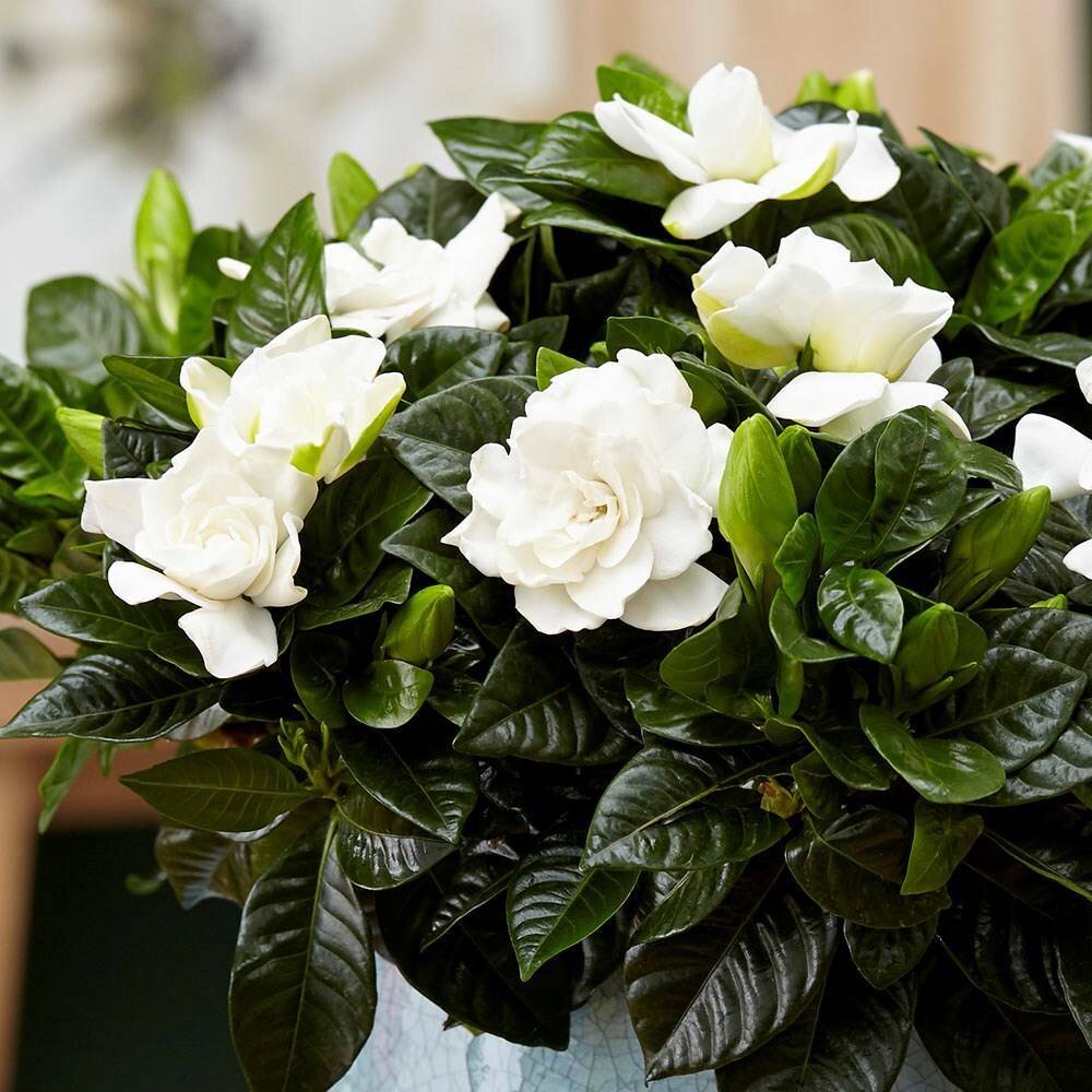 Гардения жасминовидная (gardenia jasminoides)