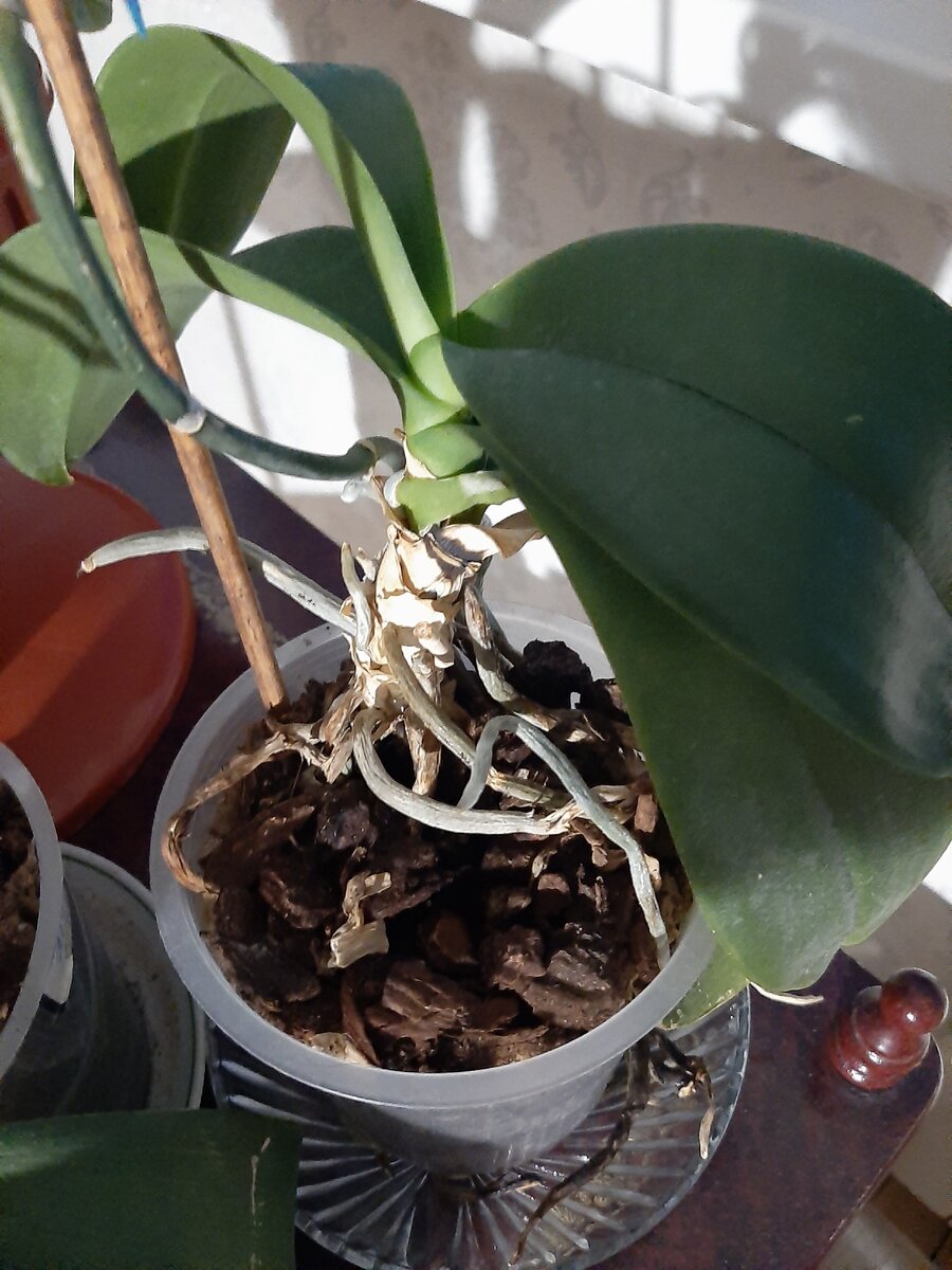 Эту орхидею необходимо пересадить. 