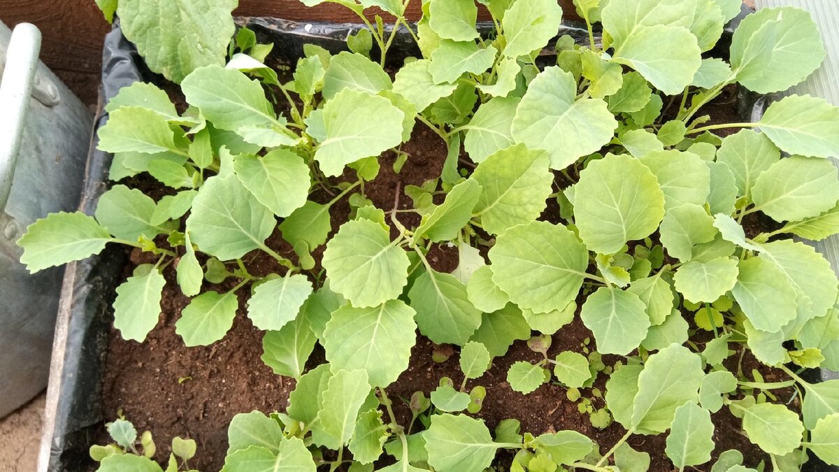 Белокрылка может вредить и рассаде, если она растёт в теплице.