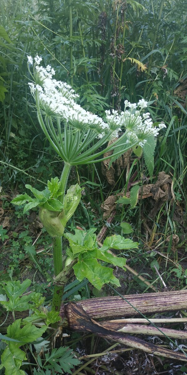 С борщевиком очень сложно бороться, при срезании верхних соцветий, они быстро образуются из нижних почек.