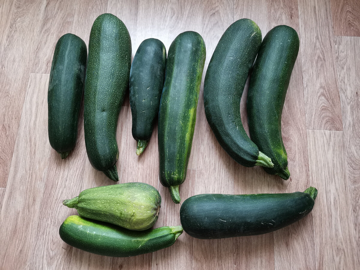 Вот такие толстячки. Фото автора.