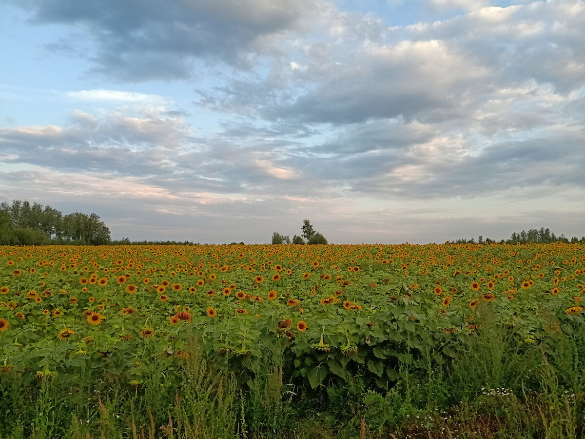 Подсолнечное поле. Фото автора.