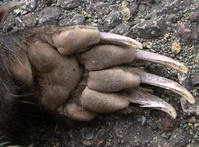 Теперь понятно, почему с этим зверьком никто не связывается