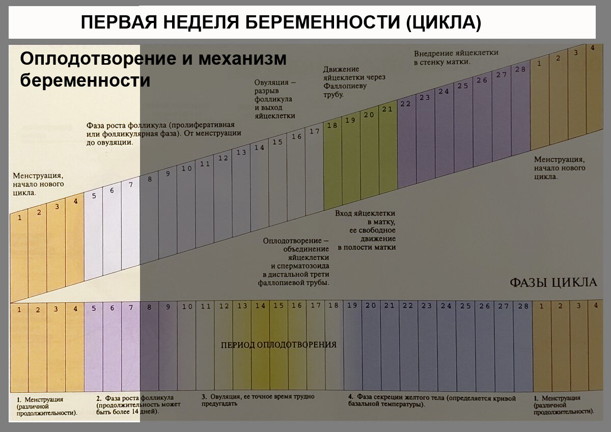 С какого момента начинают