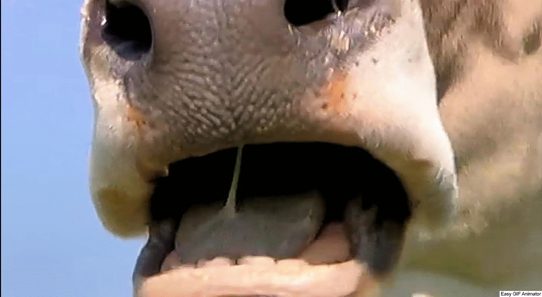 Дейзи постоянно жует