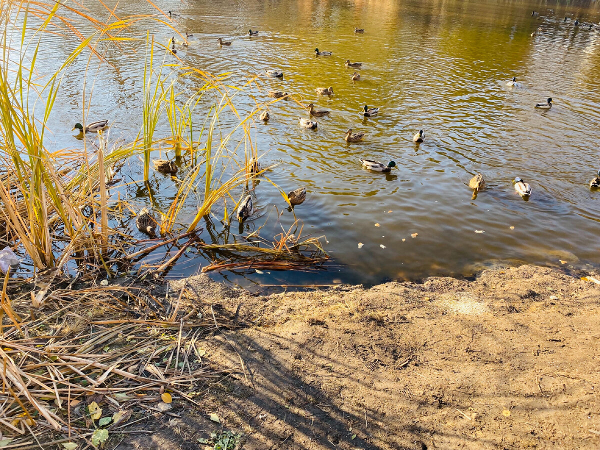 Смотрите, какая красота оказывается неподалёку от нашего дома! Фото автора.