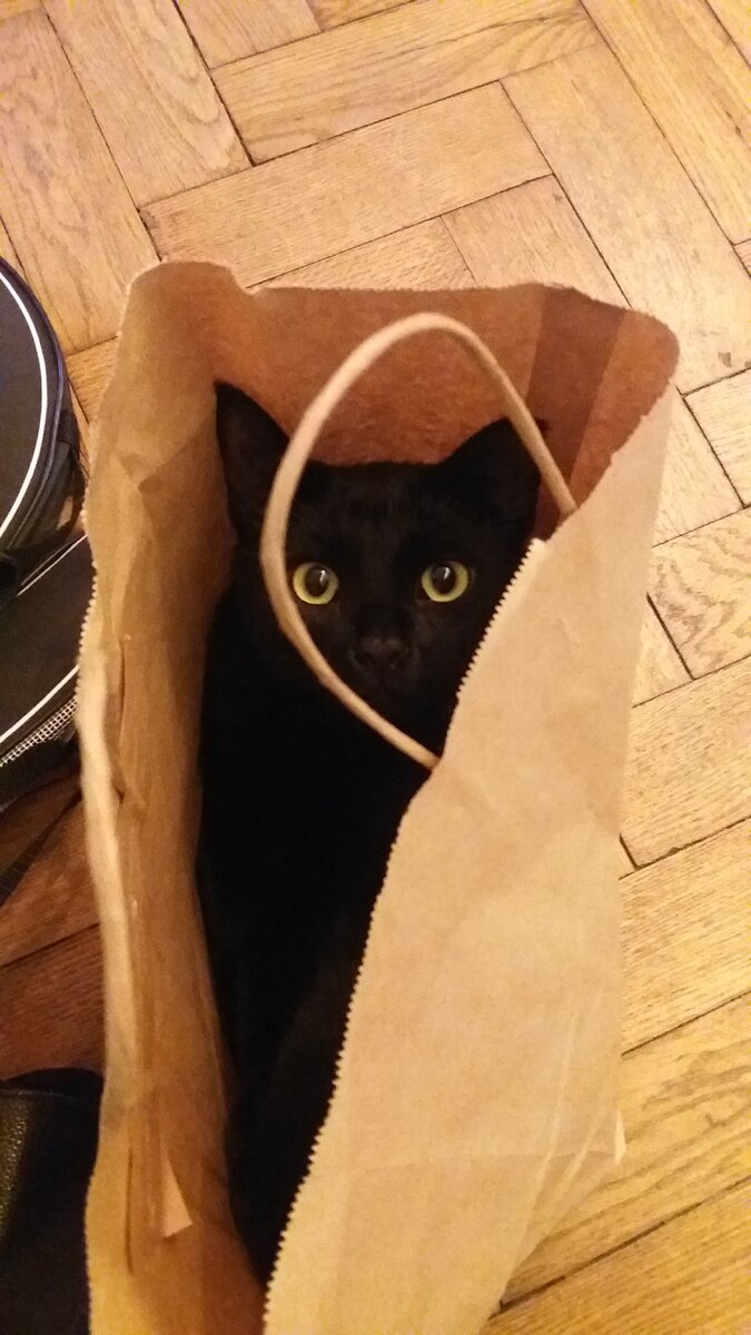 Кекс и пакет, серия "Коты и коробки"