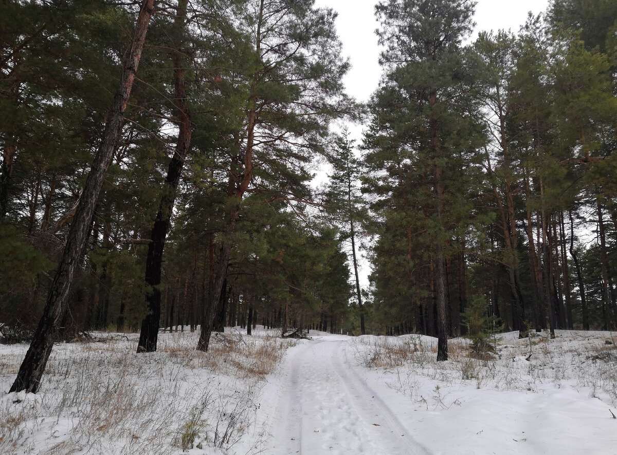 Воронежские леса