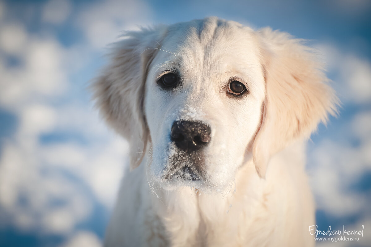 На фото наша Мия, ей 4 месяца.