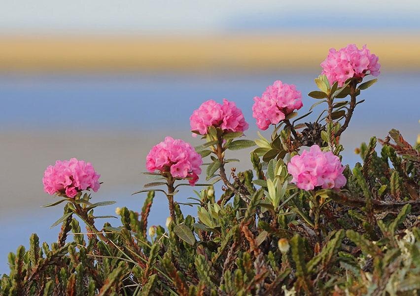 Рододендрон Адамса (лат. Rhododēndron adāmsii) в период цветения. Фото из открытых источников. 