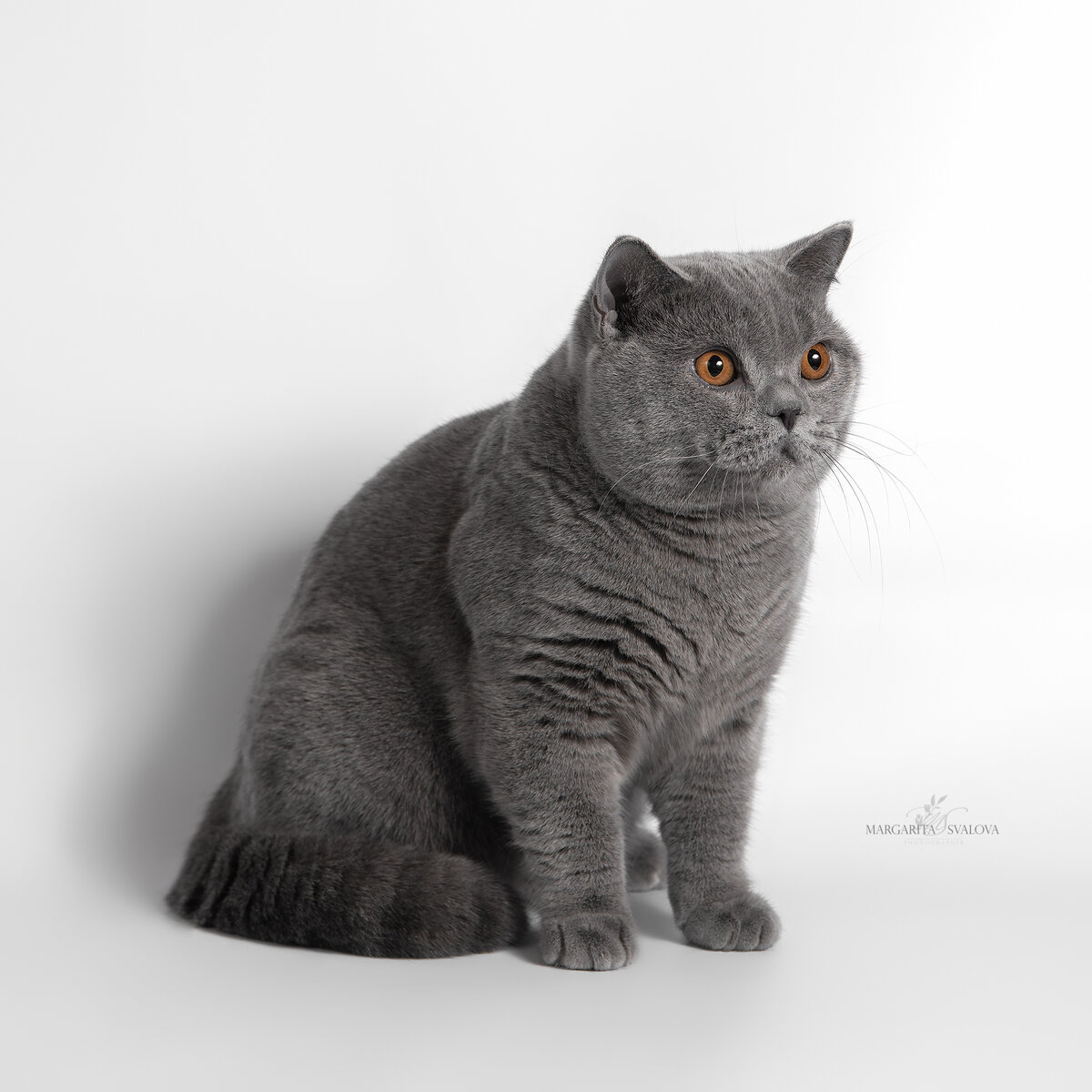 MURLYKIN ROMAN, фотограф Свалова Маргарита