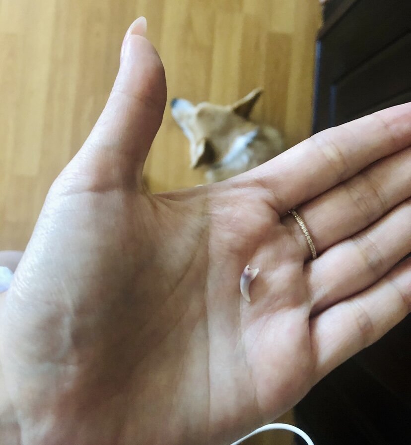 Потерянный клык