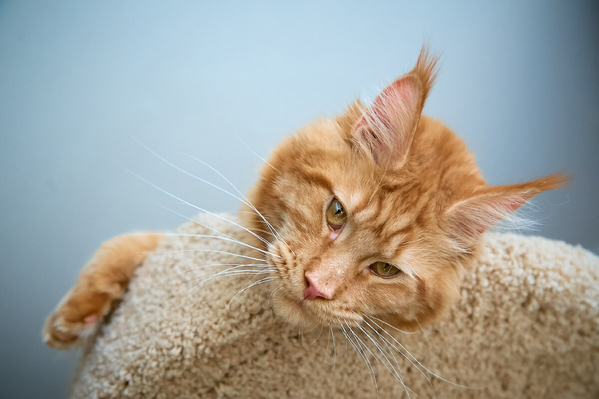 Фото из личного архива. Kenzo Kotoamatsukami