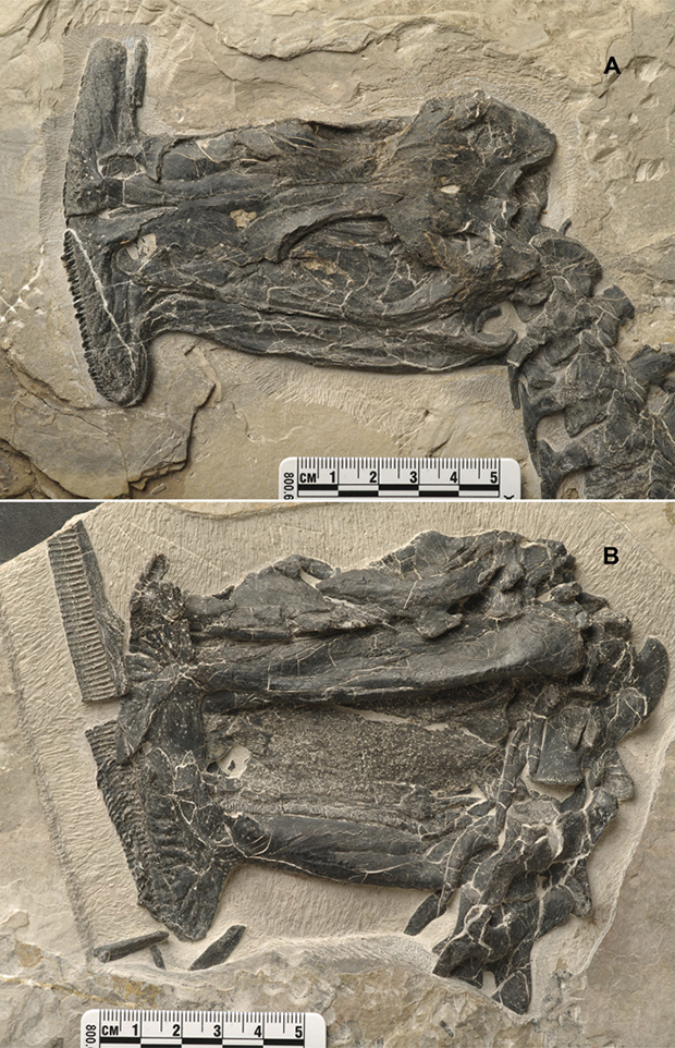 Окаменелые черепа A. unicus / W. Gao, Institute of Vertebrate Paleontology and Paleoanthropology






Поделиться





1/2
П