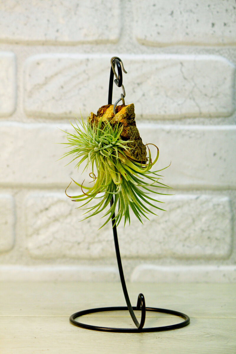 Фото и коллекция Masteritayaplants. Тилландсия