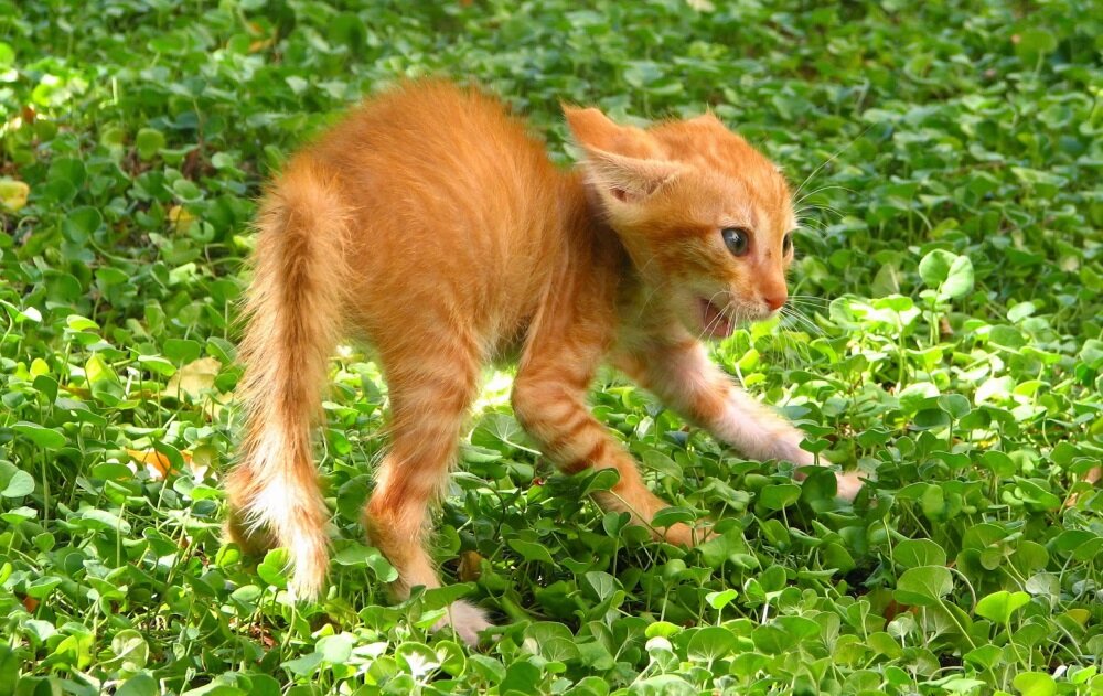 Фото из Яндекс.Картинки