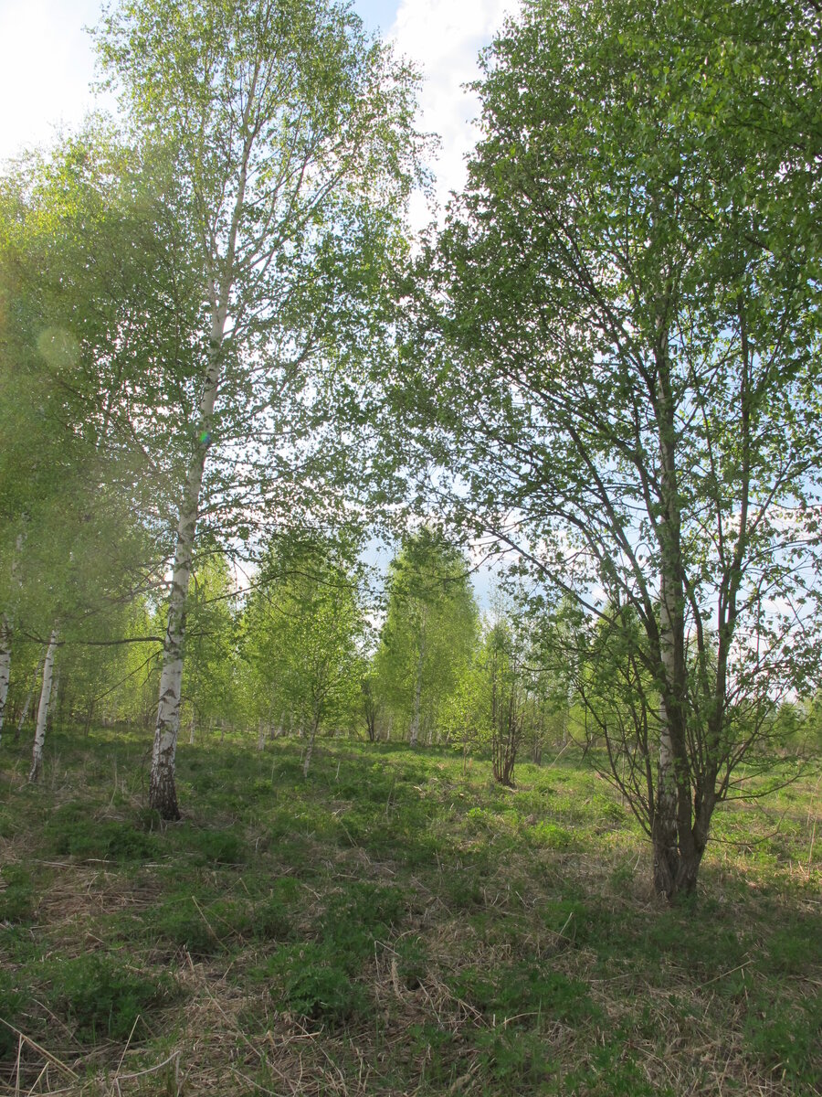 Земля умеет хранить свои тайны.